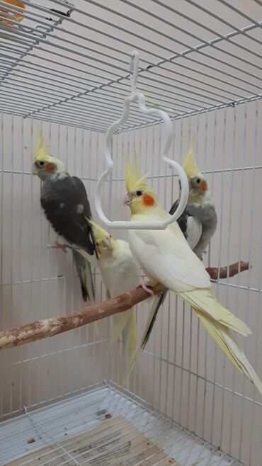 клетка для попугаев: Nimfa (Cockatiel) papağanları – müxtəlif rəngdə Məhsulun tərkibi: -