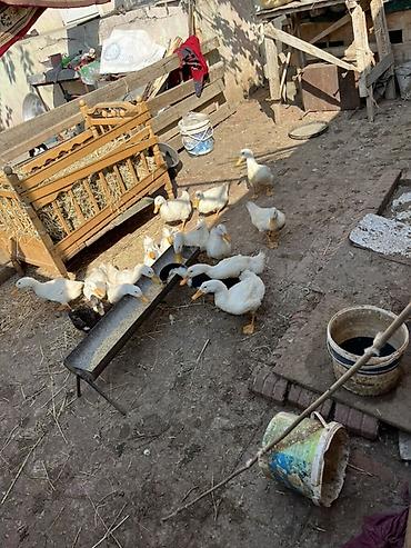 qara avstralorp neyin cinsidir: Sağlam sap sarı yağdılar ən ucuz mən qoymuşam yerim yoxdu xoruzlu — 3