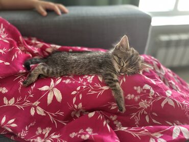 сибирская черно белая кошка: Кошка даром: Беспородная, 2 месяца, Девочка