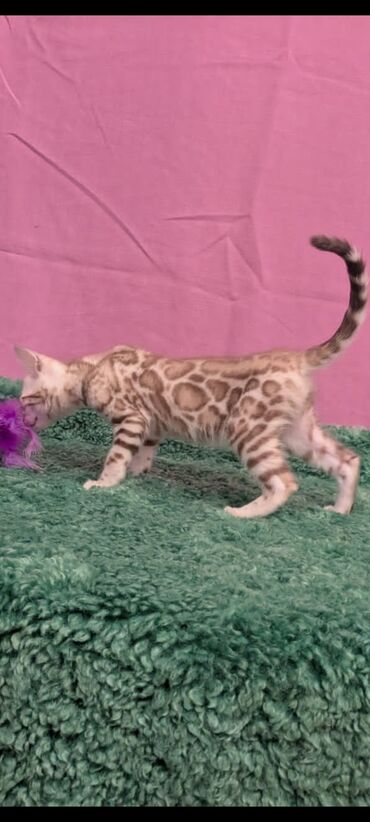 Продажа кошек: Бенгальская, 1 месяц, Девочка, Белый, Кастрирована, Приучена к лотку, Проглистована — 25