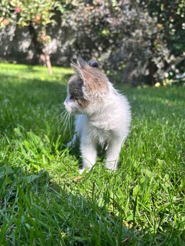 отдам кота в добрые руки: Кошка даром: Беспородная, 1 месяц, Девочка