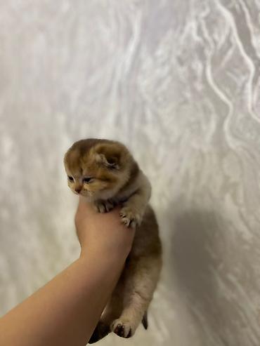 Pişiklər: Britan — 9