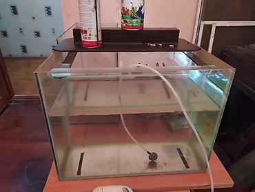 akvarim: Akvarium satılır 2 ədəd 1 metr, 2 ədəd 50 santım, 2 ədəd 40 santım — 1