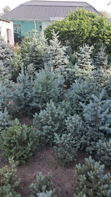 Декоративные деревья: Саженцы деревьев: Ели — 12