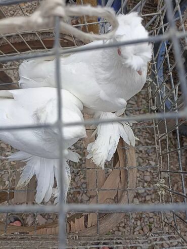 Птицы: Голуби белые 3000 без торга