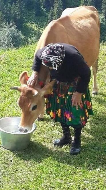 Stilske umetničke slike: Umjetničke slike – set digitalnih ilustracija - Kolekcija od tri — 50