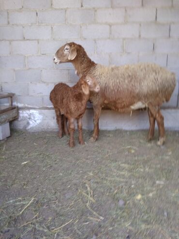 Бараны, овцы: Продаю | Овца (самка), Ягненок | Гиссарская, Арашан | Для разведения
