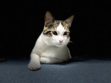 Продажа кошек: Беспородная, 5 месяцев, Мальчик, Биколор, Приучена к лотку at lalafo.kg — 7 Продажа кошек: Беспородная, 5 месяцев, Мальчик, Биколор, Приучена к лотку — 7