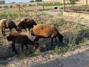 qala cinsi qoyun satilir: Dişi, Qala, il: 1, Damazlıq, Ünvandan götürmə — 5