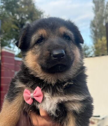 сколько стоят вислоухие кошки: Продаются щенки немецкой овчарки 🐶 Родились 3 сентября. В помёте 2