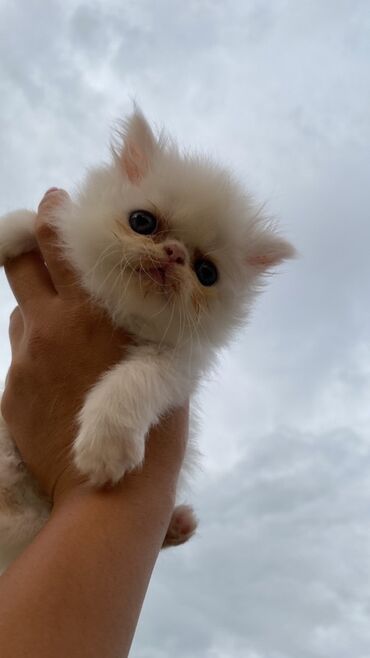 Pişiklər: Fars — 8