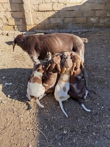 İtlər: Alman qısatüklü ov iti (German Shorthaired Pointer) balaları - Nəsil — 2
