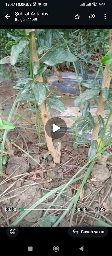 Ağaclar: Salam 4 illik nar tingləri satılır gülövşə sort və donuz burnu — 1