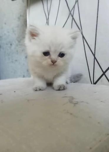 Pişiklər: Şotland, Erkək — 9