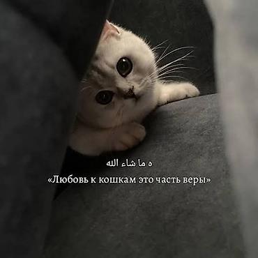 Отдам даром кошку: 2 месяца, Мальчик — 17