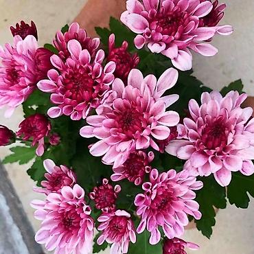 Хризантема: Продается хризантема мультифлора и корейская. Подростки. По 80 сом — 15
