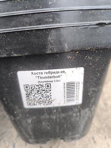 Өсүмдүктөр үчүн карапалар: Набор пластиковых горшков и контейнеров для растений разных форм и — 3
