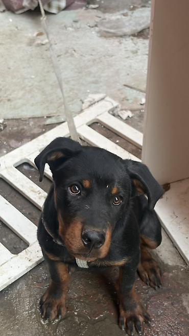 kirpi heyvan: Rotveyler, 7 ay, Erkək, Peyvəndli — 1