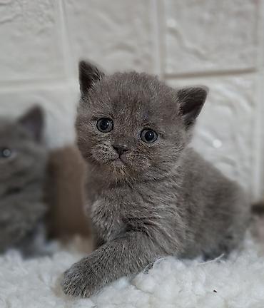 Продажа кошек: Продаётся шотландская девочка,скоттиш-страйт,возраст 1,5 — 2