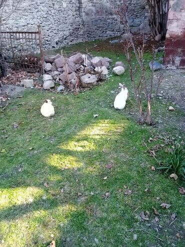 Dovşanlar: Ağ tüklü dovşan balaları.anasi atasi hamsi biryerde satilir.anasi — 12