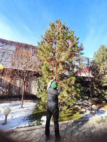 Спил деревьев, заготовка дров: Обрезка плодовых деревьев !!! Также обрезка хвойных и различных at lalafo.kg — 9 Спил деревьев, заготовка дров: Обрезка плодовых деревьев !!! Также обрезка хвойных и различных — 9