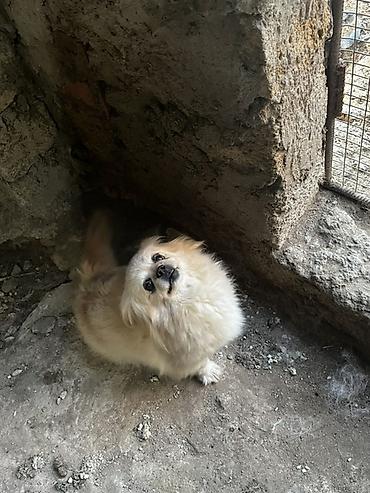 İtlər: Pekines — 4