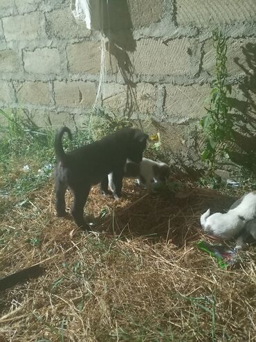 mini itler: Kane-Korso, 2 ay, Dişi, Peyvəndli