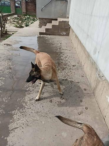 Psi: Belgijski ovčar MALINOA štenci Stenci 6 meseci stari, dva muska i na lalafo.rs — 7 Psi: Belgijski ovčar MALINOA štenci Stenci 6 meseci stari, dva muska i — 7