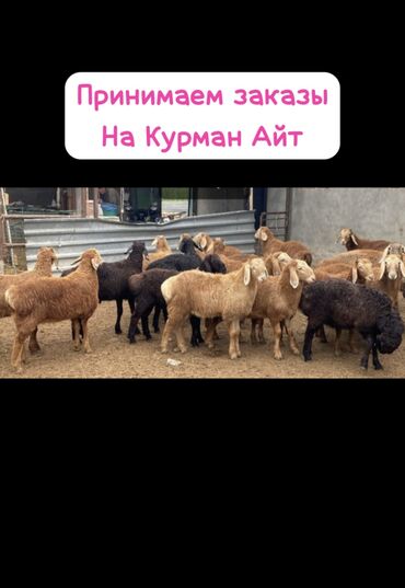 животние: Продаю | Овца (самка), Ягненок, Баран (самец) | На забой
