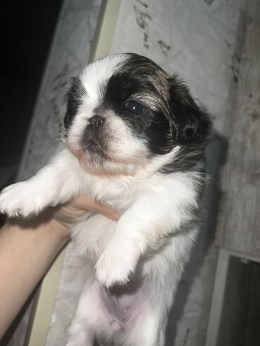 İtlər: Pekines, Dişi, Ünvandan götürmə — 5