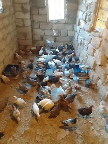 cuce satişi: Toyuq cücələri, Damazlıq — 5