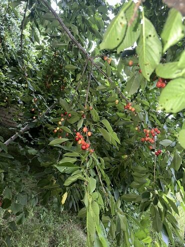 Torpaq sahələrinin satışı: Kənd təsərrüfatı, Kupça (Çıxarış) — 18