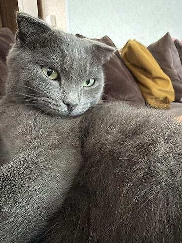 коты сиамские: Британская короткошёрстная, мальчик,окраса блю (серый). - Плотная — 1
