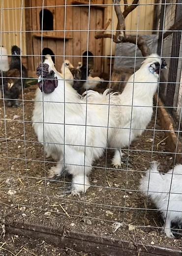 Птицы: Продам карликовых кур бемтамок, Китайский шелк: петушки и курочки — 9