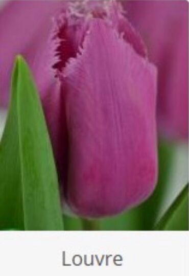 Toxumlar: Hollandiyadan yeni gelib. Tam keyfiyyetli mehsul. Qiymet 1 manat — 7