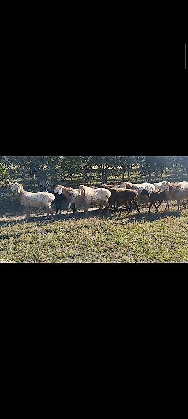 собака бордер коли: Продаю | Овца (самка) | Для разведения — 2