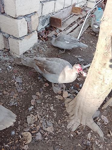 Ördəklər: Salam heyvanlar kom satilir 5feredi 1de erkey yumurtaya hazir -da lalafo.az — 11 Ördəklər: Salam heyvanlar kom satilir 5feredi 1de erkey yumurtaya hazir — 11