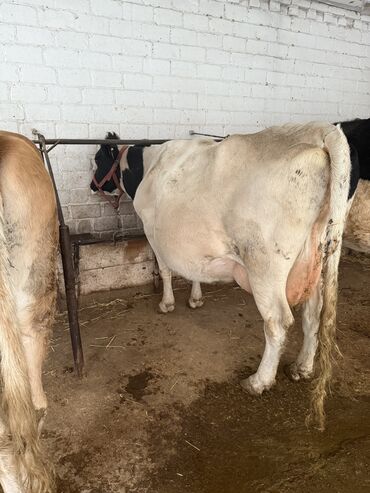 дом для животных: Продаю | Корова (самка) | Полукровка, Голштин, Алатауская | Для разведения, Для молока | Стельные, Привязанные