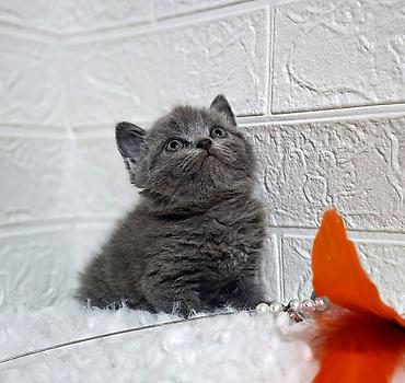 Продажа кошек: Продаётся шотландская девочкаскоттиш-страйт,окрас голубой,возраст at lalafo.kg — 8 Продажа кошек: Продаётся шотландская девочкаскоттиш-страйт,окрас голубой,возраст — 8