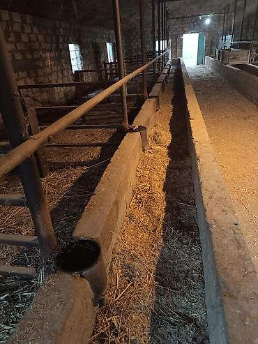 avto qaraj: 4 otaqlı, 150 kv. m, Kredit var, Orta təmir — 7