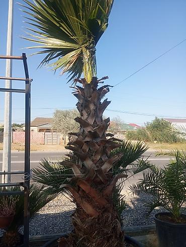 finiks palma: Çiçək və dekorativ bitkilər – saksıda Məhsul təsviri: - Saksıda — 10