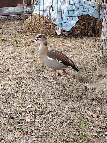 balaca it cinsləri: Misir qazıdır (Nil qazı da deyilir) (Egyptian Goose). Evcilləşdirib — 1