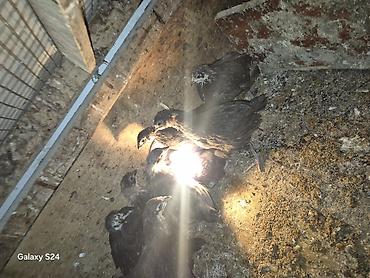 Cücələr: Toyuq cücələri, Damazlıq — 2