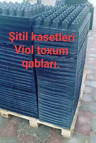 gul dibcek: Şitil viyolası – peşəkar fidan yetişdirmə üçün plastik çoxgözlü — 2
