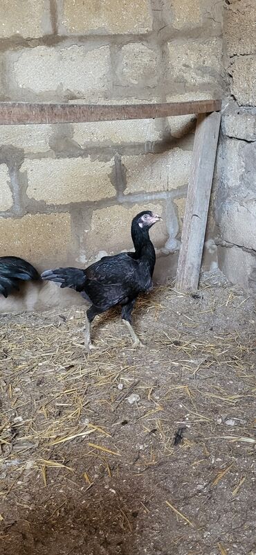 sumatra xoruzu: Xoruz, Heyratı, il: 1, Ünvandan götürmə