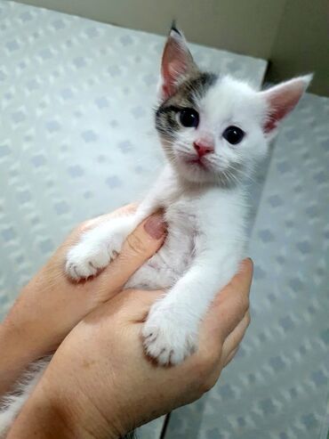 отдам котёнка в добрые руки: Отдам в добрые милосердные руки, тем кто по-настоящему любит животных