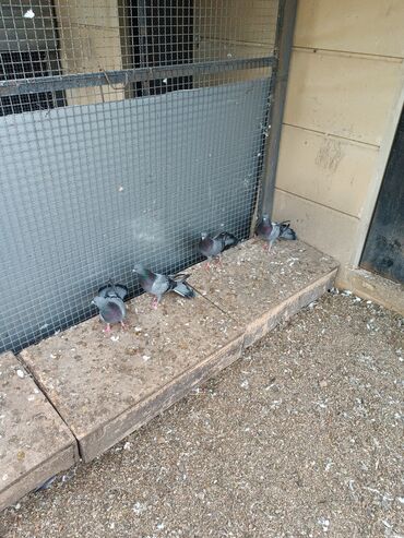 Göyərçinlər: Şəkillərin hamısına baxın. hər cinsdə quşlar satılır . qiymət biri — 3