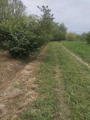 mehemmedi torpaq satilir: 157 sot, Kənd təsərrüfatı, Kupça (Çıxarış), Texniki pasport — 7