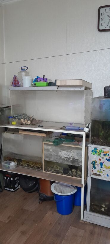 Рыбы: Кому нужны большие аквариумы? Бишкек. Самовывоз. В добрые руки
