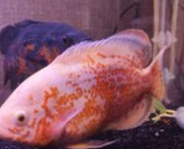 akvarium balaca: Oskar balığı, Yırtıcı — 3